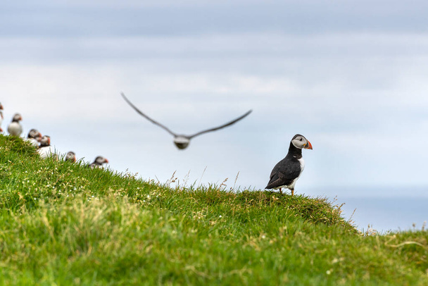 Puffins en la isla Mykines, parte de las Islas Feroe en el océano Atlántico Norte. - Foto, imagen