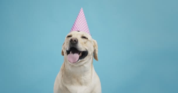 Retrato de adorable perro labrador en sombrero de cumpleaños, buscando golosina, fondo azul - Metraje, vídeo