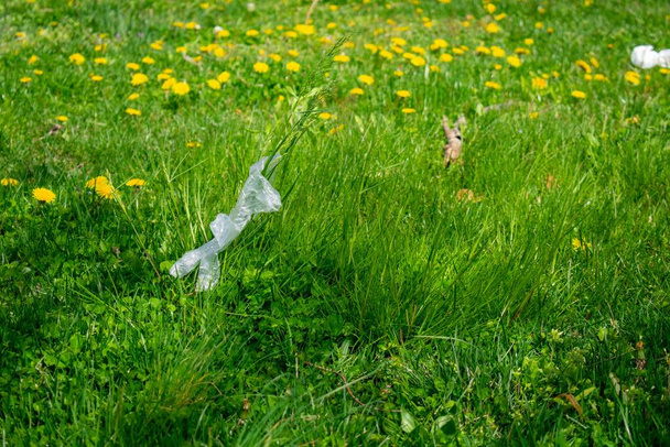 A Clear Plastic Medical Glove Sits on a Tall Piece of Grass Used to Protect From the COVID-19 Outbreak - Zdjęcie, obraz