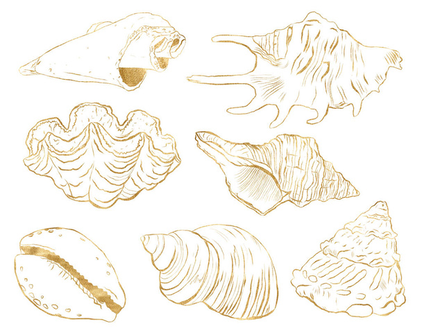 Akvarell víz alatti készlet arany tengeri kagyló. Kézzel festett víz alatti elem illusztráció elszigetelt fehér háttér. Vízi illusztráció tervezés, nyomtatás, szövet vagy háttér céljára. - Fotó, kép