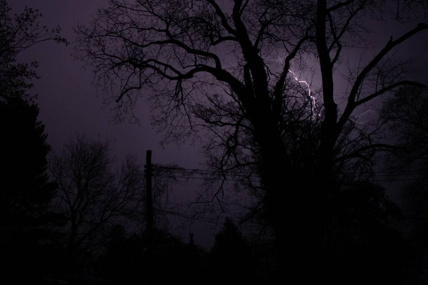 Fioletowy uderzenie pioruna za drzewami sylwetki - Zdjęcie, obraz