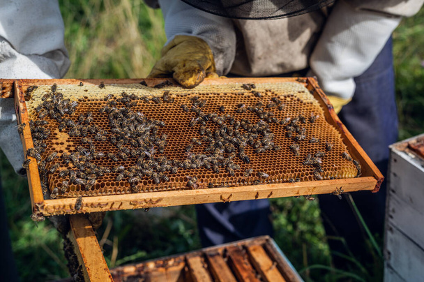 El apicultor cuida de las abejas, panales llenos de miel, en un traje apicultor protector en el colmenar. Producto natural puro de la colmena de abejas, miel dorada amarilla sacada de la casa. - Foto, imagen