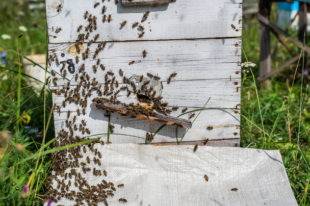 Las abejas arrastrándose a la entrada de la colmena, la familia de las abejas. Abejas volando alrededor de las colmenas en el colmenar. - Foto, Imagen