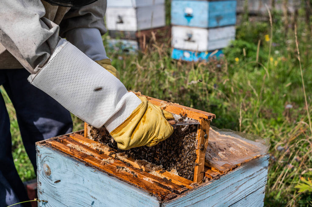 Mehiläistarhan isäntä. Suojahattuinen mies työskentelee mehiläispesän kanssa. Mehiläishoitaja tutkii mehiläistilaa vihreällä luonnolla. - Valokuva, kuva