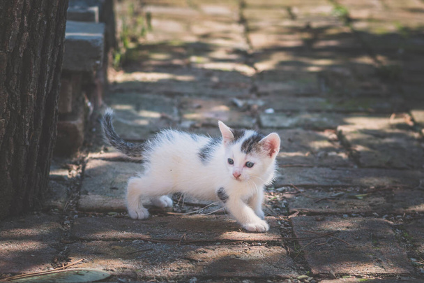 söpö valkoinen kissa katselee puutarhassa - Valokuva, kuva