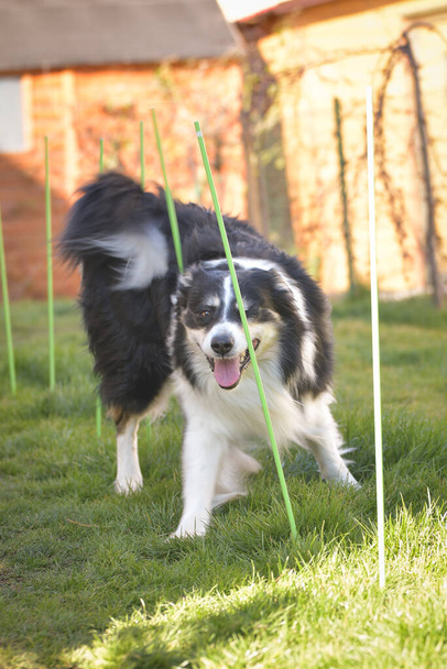 Tricolor border collie in agility szlalom on individual intensive training at home. - Fotó, kép