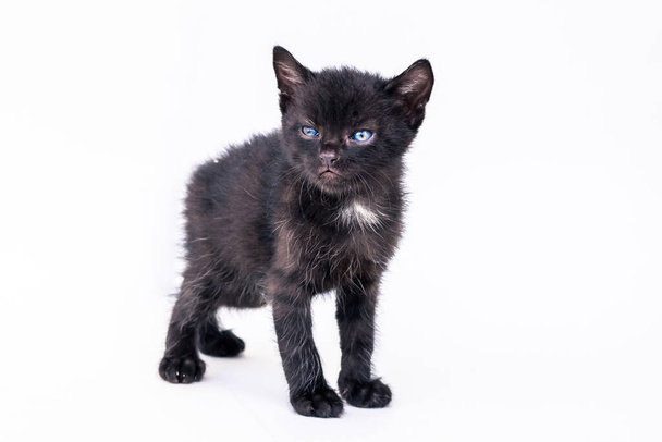 beautiful small black cat looking couriously and posing on white background - Photo, Image