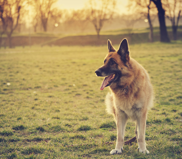 Alman çoban köpeği - Fotoğraf, Görsel