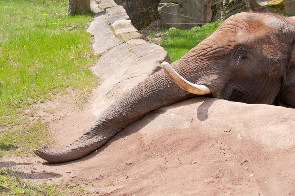 Elefant im Hayvanat Bahçesi - Fotoğraf, Görsel