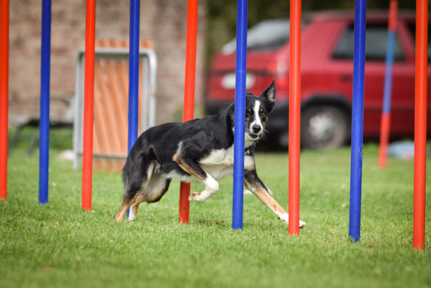 Agility slalom and border collie. Black and white Border collie is running  race on czech agility competition. agility competition in dog park Ratenice - Photo, Image