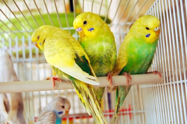 Yellow budgerigars - Photo, Image