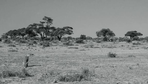 Guépard mâle marchant et à la recherche de proies dans le parc national, Afrique - Photo, image