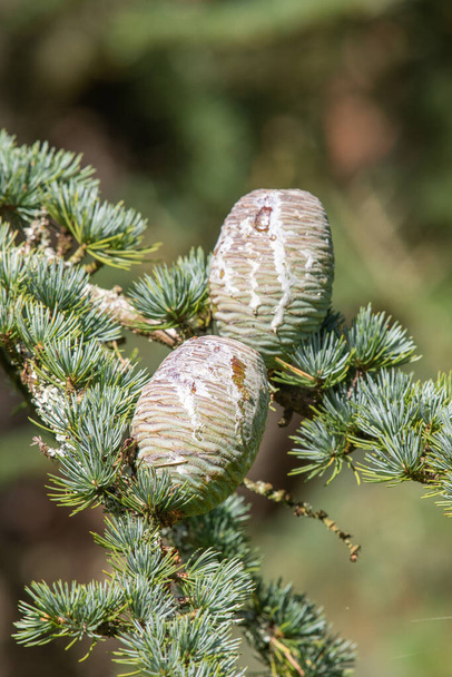 Close-up van kegels op een cederboom van Atlas (cedrus atlantica) - Foto, afbeelding