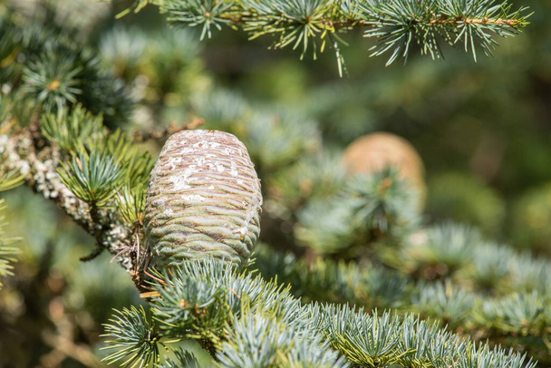 Close-up de cones em uma árvore Atlas Cedar (cedrus atlantica) - Foto, Imagem