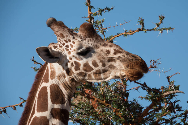 Żyrafa afrykańska, Scena dzikiej przyrody w środowisku naturalnym - Zdjęcie, obraz