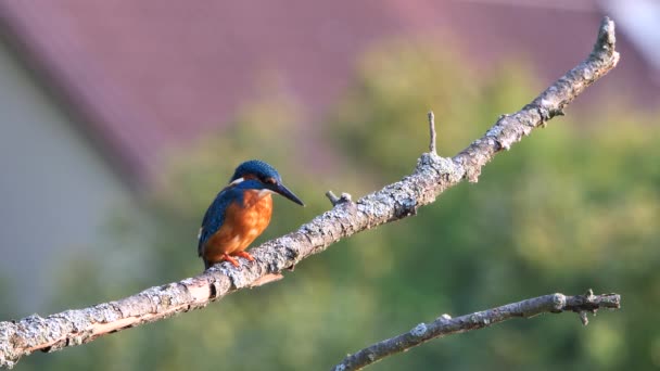 Common kingfisher or Eurasian kingfisher sitting on a branch (Alcedo atthis) - Footage, Video