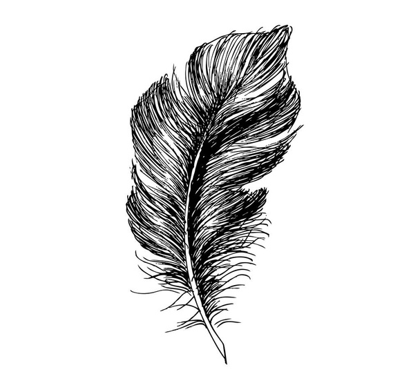 Hand drawn feather on white background - Vector, Image