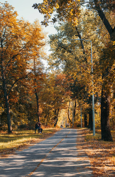 jesienny park i żółte drzewa. droga na odległość. zdjęcie pionowe. alejka. - Zdjęcie, obraz