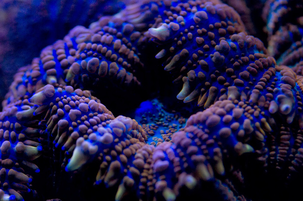 hard coral macro on night dive light - Fotografie, Obrázek