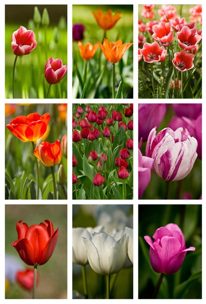 kolaż z różnych kolorowych tulipanów - Zdjęcie, obraz