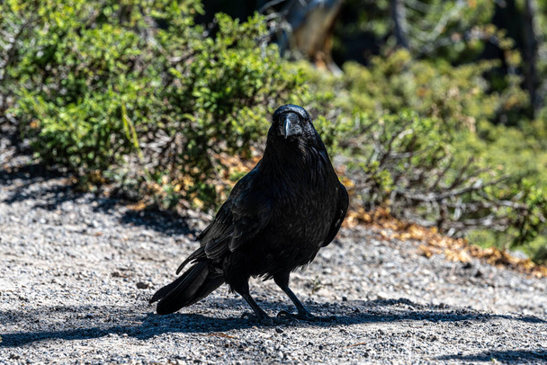 Common Raven (Corvus corax), Yellowstone National Park - Photo, Image
