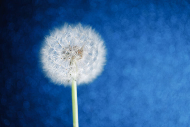 πικραλίδα λουλούδι σε μπλε φόντο bokeh - Φωτογραφία, εικόνα