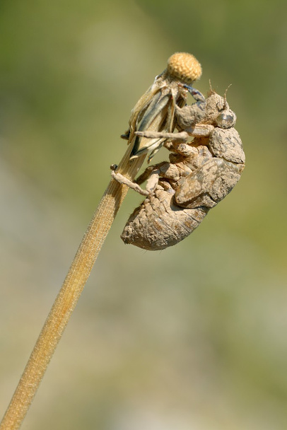 ağustosböceği exuvia - Fotoğraf, Görsel