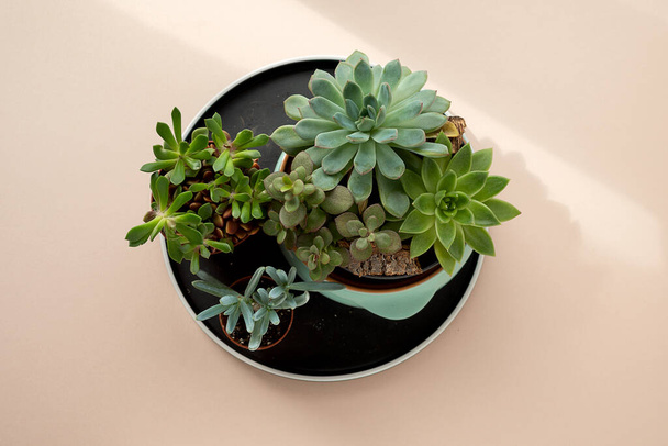 Flat lay of green fresh succulents flowers and cuctus on pale pink beige background. Urban jungle interior, beauty and spa concept. - Foto, Imagen