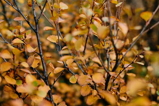 feuille et arbre dans la saison Autum dans la belle lumière goldenhour - Photo, image
