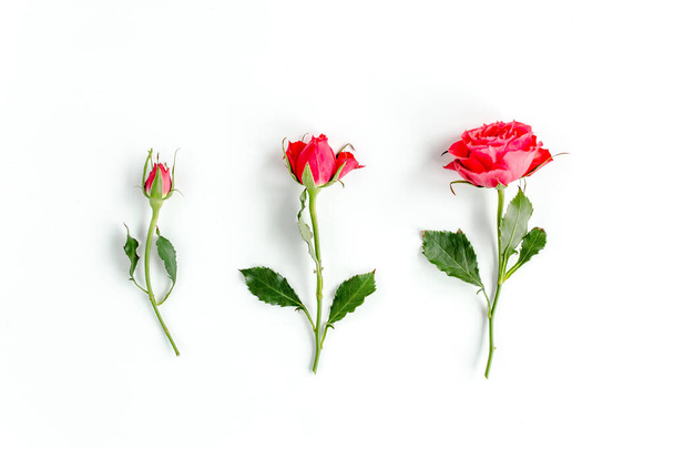 Red rose on white background. Minimal spring floral pattern. Flat lay, top view. - Photo, image