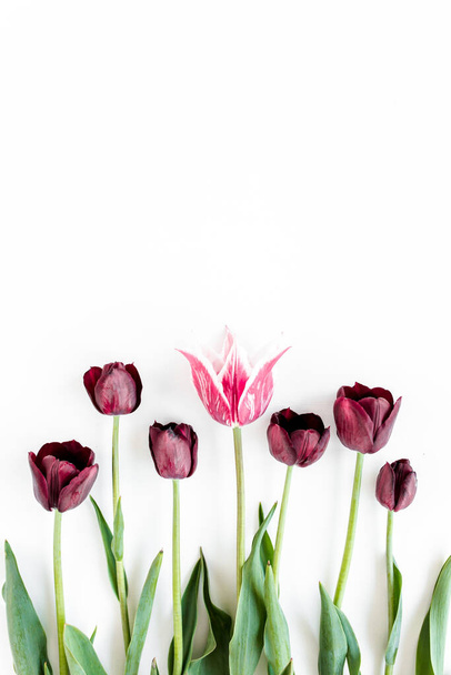 Burgundy-purple tulips on white background. Minimal floral concept. Flat lay, top view.  - Fotó, kép