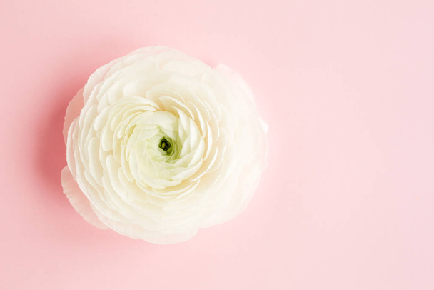 Bud buttercup flowers ranunculus isolated on pink background - Foto, Imagem