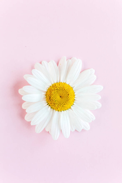 Chamomile flower beautiful and delicate on pink background - Foto, imagen