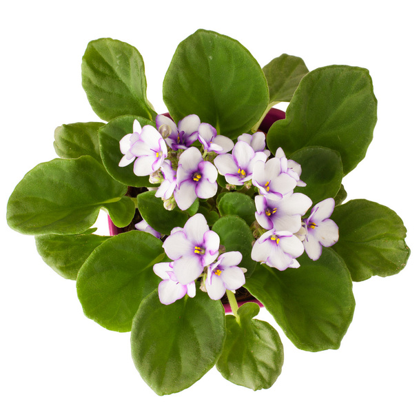 Violet flower isolated on white - Photo, Image
