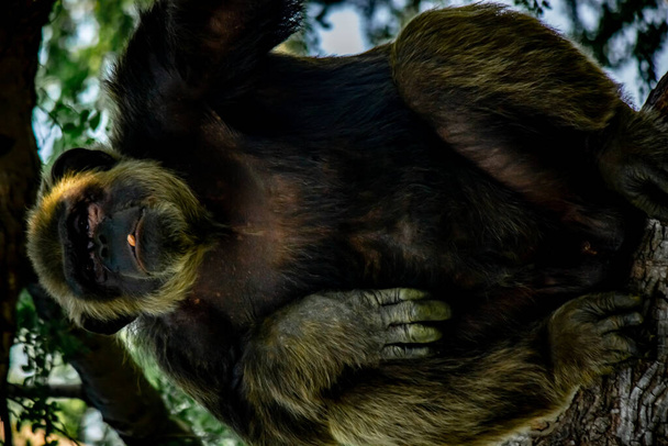 Fiatal, gigantikus hím csimpánz, aki egy fán pihen az erdő dzsungelében. Csimpánz közelről figyelmes kifejezéssel. Majom & Majom család - Fotó, kép