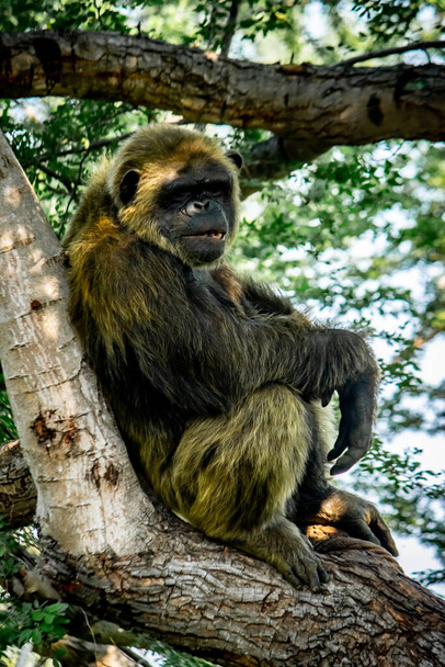 Молодий гігантський самець шимпанзе спить і відпочиває на дереві в лісових лісах. Шимпанзе зблизька виглядає з продуманим виразом обличчя. Родина мавп і мавп - Фото, зображення