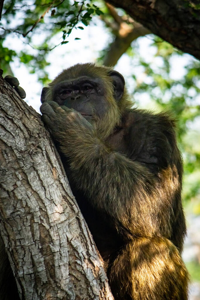 Junge riesige männliche Schimpansen sitzen auf einem Baum im Dschungel des Habitat-Waldes und blicken in die Kamera. Schimpanse aus nächster Nähe mit nachdenklichem Gesichtsausdruck. Affen- und Affenfamilie - Foto, Bild