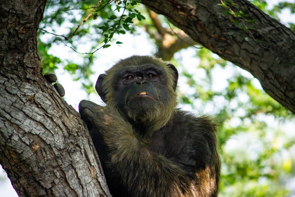Junge riesige männliche Schimpansen sitzen auf einem Baum im Dschungel des Habitat-Waldes und blicken in die Kamera. Schimpanse aus nächster Nähe mit nachdenklichem Gesichtsausdruck. Affen- und Affenfamilie - Foto, Bild