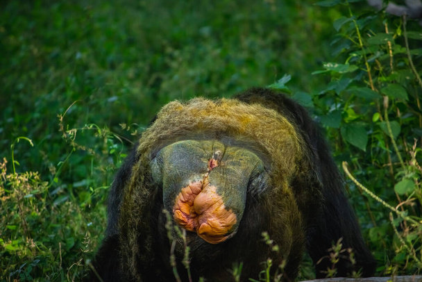 Młoda gigantyczna samica szympansa pokazująca swoją prywatną rolę w leśnej dżungli Outdoor Habitat. Układ rozrodczy szympansów. Rodzina małp i małp - Zdjęcie, obraz