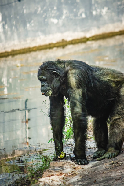 Jovem gigantesco macho Chimpanzé em pé perto da lagoa de água e olhando para a câmera. Chimpanzé em vista de perto com expressão pensativa. Família Macaco & Macacos - Foto, Imagem