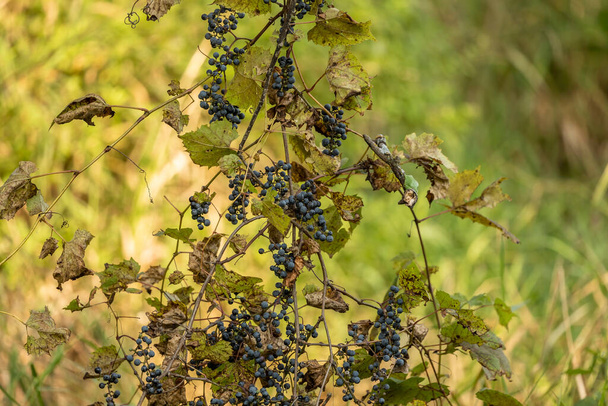 Luonnonvarainen viiniköynnös rypäleiden kanssa kansallispuistossa - Valokuva, kuva