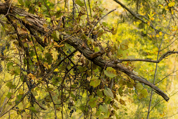The wild vine with grapes in the state park - Photo, Image