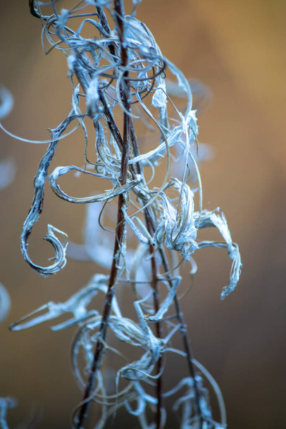 бур'яни створюють абстрактні форми після вмирання і збираються на насіння
 - Фото, зображення