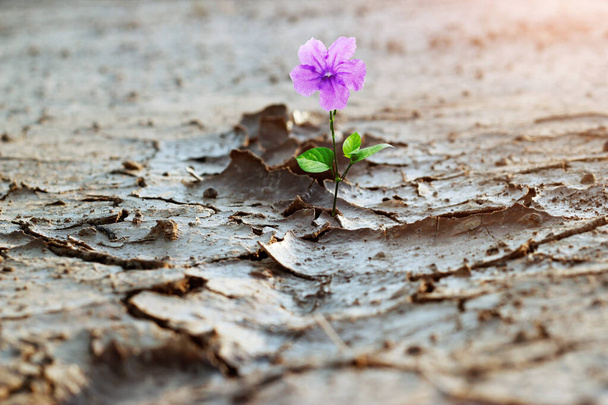 Фиолетовый цветок, растущий на трещинной улице, новая жизнь, концепция надежды. - Фото, изображение