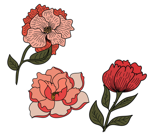 colorful Peony flowers on white background. Vector illustration.Lotus flower vector for tattoo on background. - Вектор,изображение