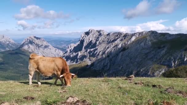 Güneşli bir yaz gününde Urkiola 'nın tarlalarında sessizce otlayan inek. Alp manzarası - Video, Çekim