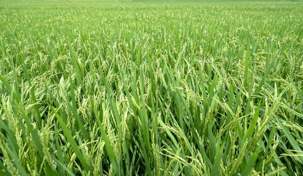 Olgun pirinç tarlası, zengin çiftçiler için süt dolu tohumlarla hasat ediliyor. - Fotoğraf, Görsel