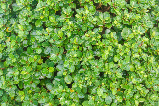 fris groen blaadje met waterdruppels in regenseizoen - Foto, afbeelding