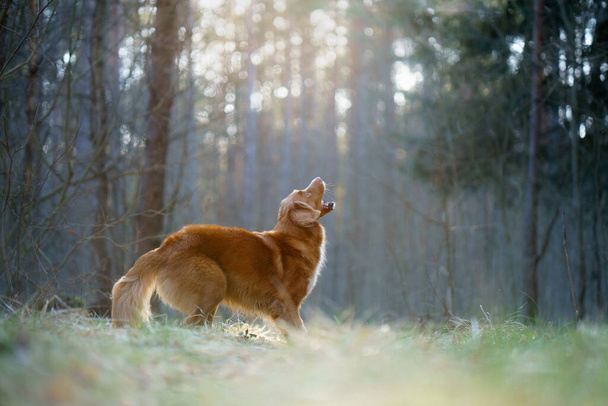 red dog in forest. Nova Scotia Duck Tolling Retriever in nature. Walk with a pet - 写真・画像