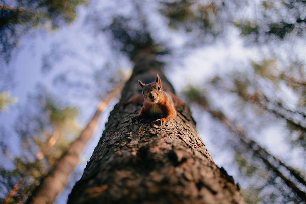 Cute curious squirrel climbing down the pine tree trunk and looking at the camera as if smiling slightly. View from below, selective focus with blurred branches in the background. - Фото, изображение